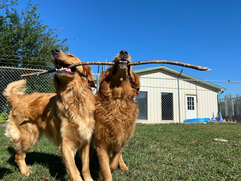 Pet Boarding